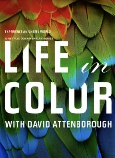 [夸克网盘][英国纪录片]多彩生活.2021.1080P.内嵌中字下载的图片(1)