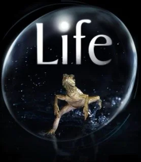 [英国纪录片]【原盘】生命.(2009).1080P.REMUX.国粤英多音轨.夸克网盘的图片(1)