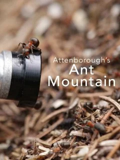 [英国纪录片]阿滕伯勒的蚂蚁山.David.Attenborough&.039.s.Ant.Mountain.2018.夸克网盘的图片(1)